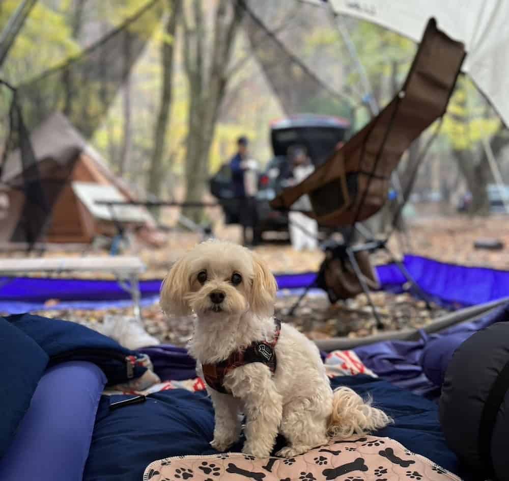 our lovery dog sitting in a tent