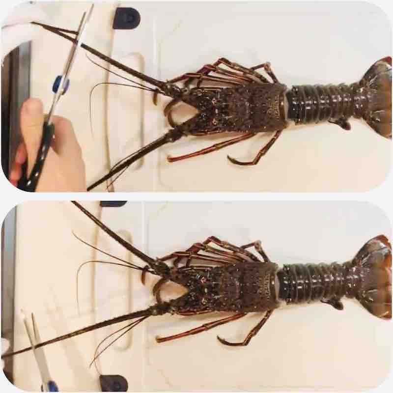 iseebi shokkaku